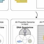 kmerDB: A database encompassing genomic and proteomic k-mers